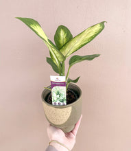 Load image into Gallery viewer, Dieffenbachia
