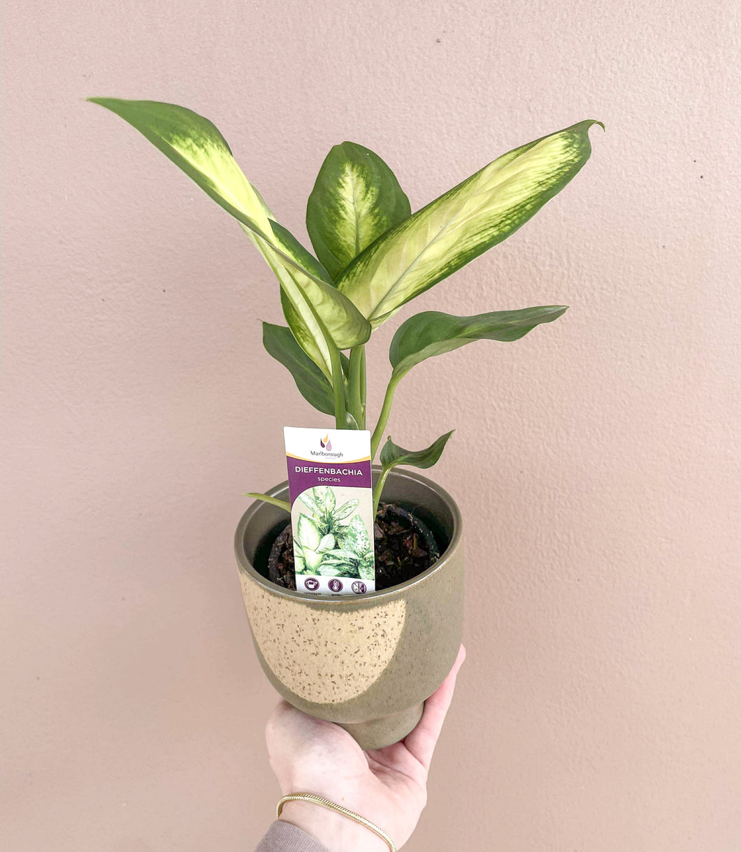 Dieffenbachia