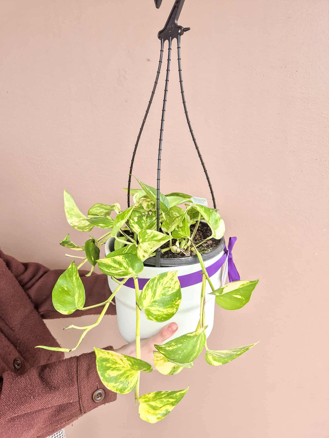 Devil’s Ivy