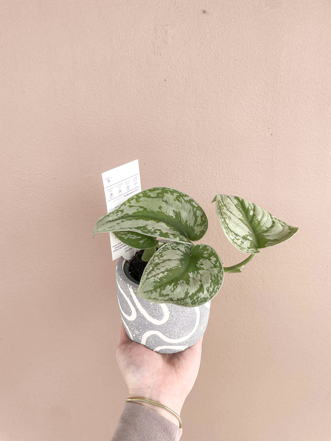 Scindapsus