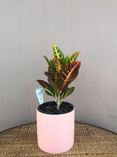 Load image into Gallery viewer, Croton
