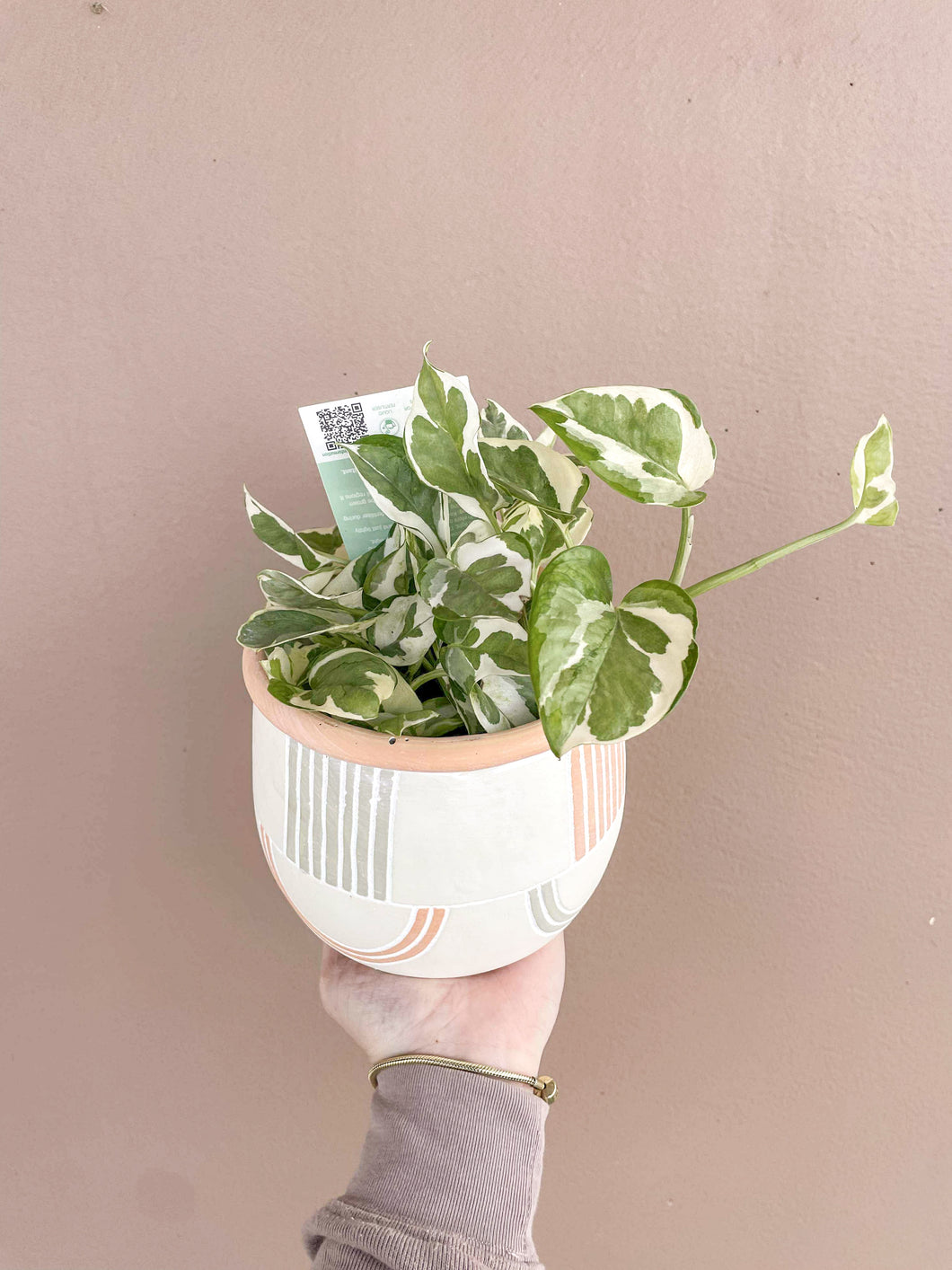 Epipremnum