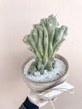 Load image into Gallery viewer, Montrose Cactus+Pot
