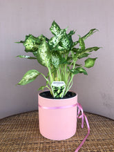 Load image into Gallery viewer, Dieffenbachia #3
