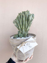 Load image into Gallery viewer, Montrose Cactus+Pot

