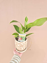 Load image into Gallery viewer, Philodendron
