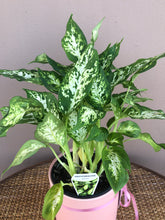 Load image into Gallery viewer, Dieffenbachia #3
