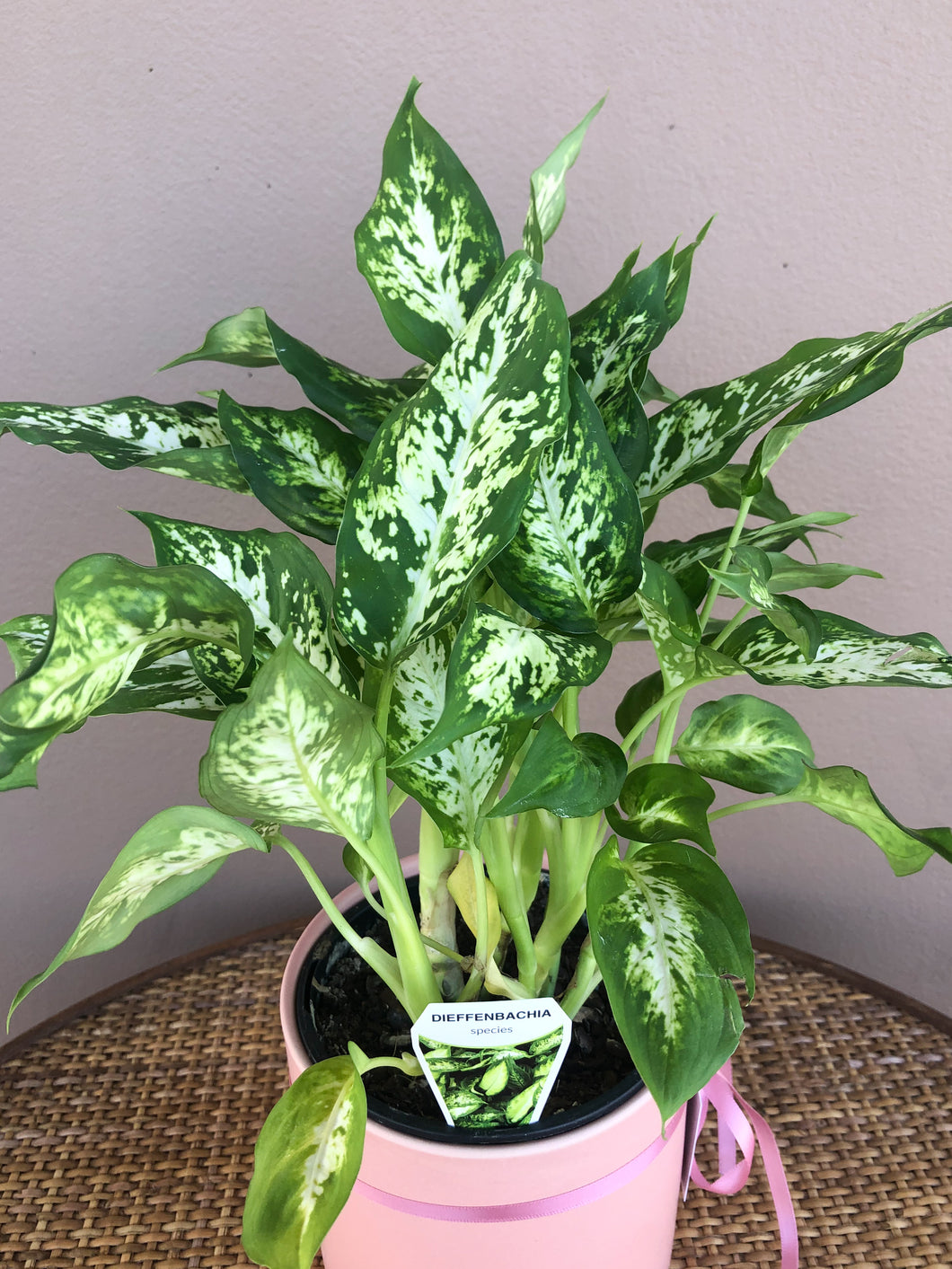 Dieffenbachia #3