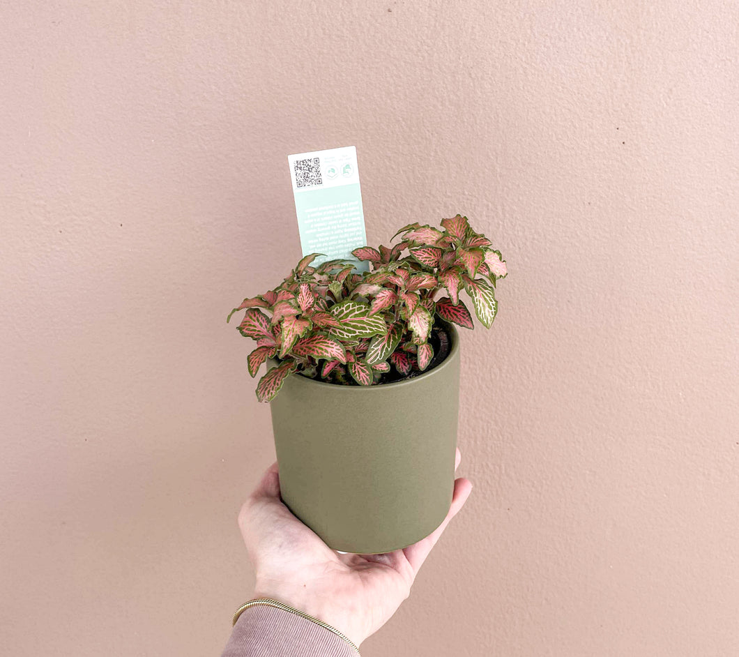 Fittonia
