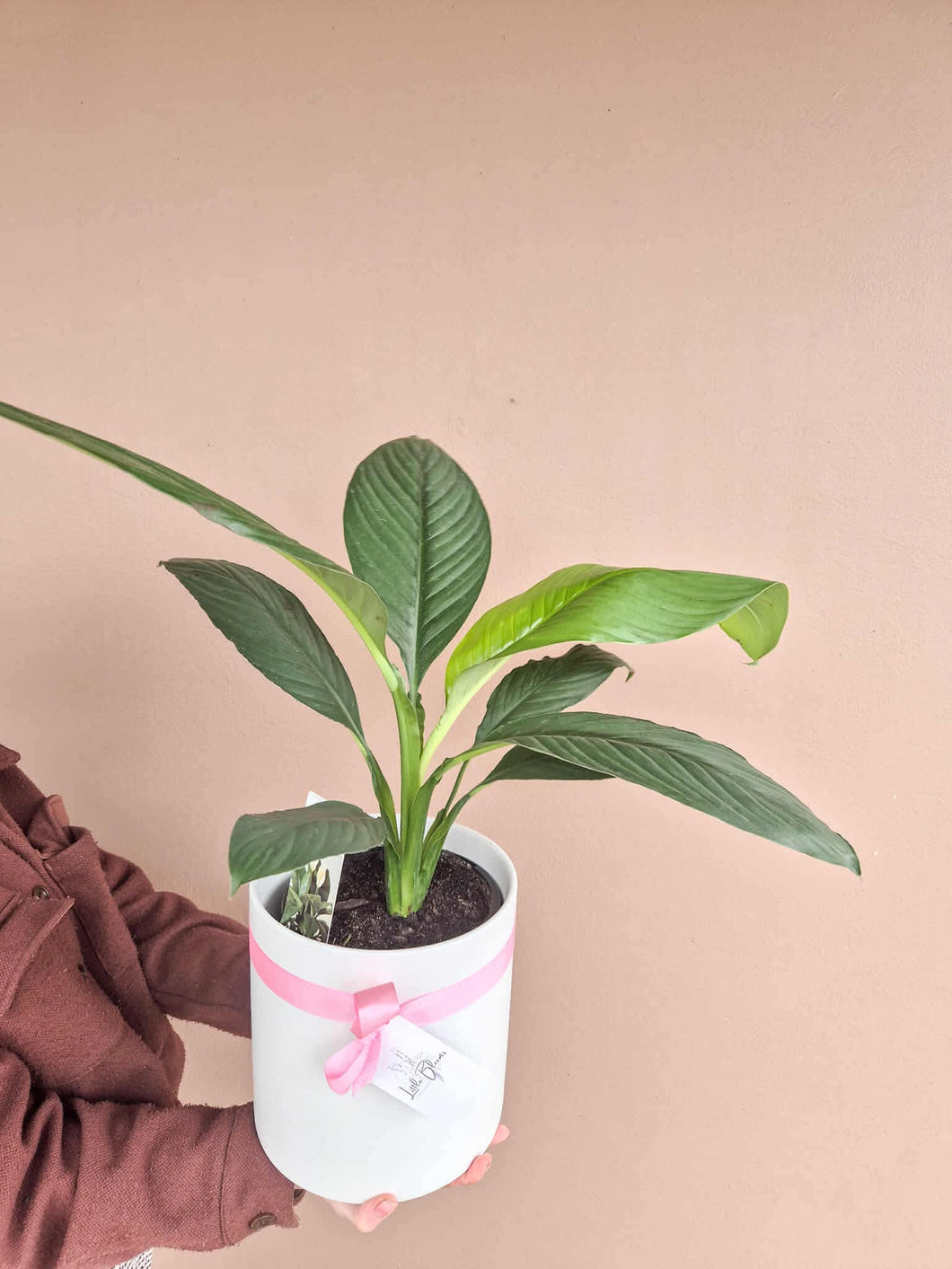 Peace Lily