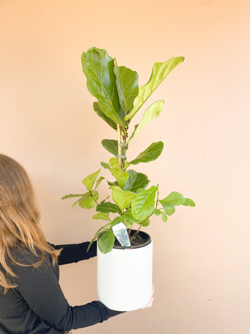 Fiddle Fig
