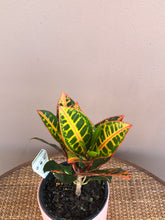 Load image into Gallery viewer, Croton
