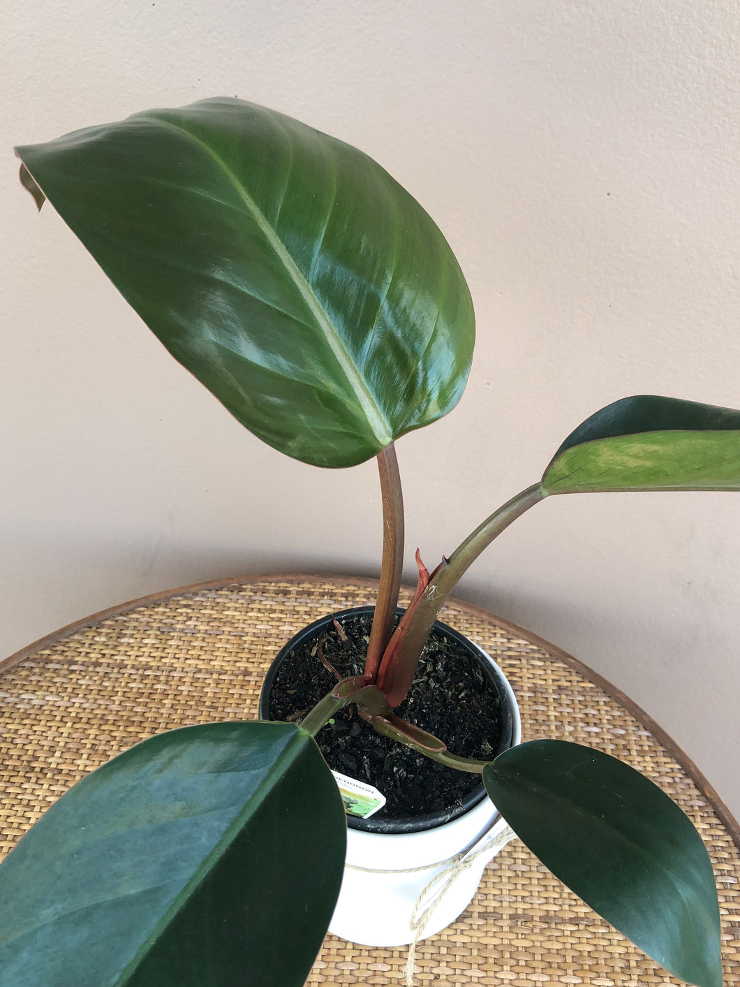 Philodendron