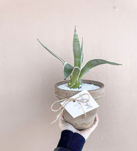 Load image into Gallery viewer, Agave+Pot

