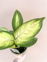 Load image into Gallery viewer, Dieffenbachia
