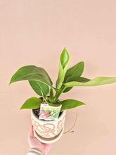 Load image into Gallery viewer, Philodendron
