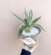 Load image into Gallery viewer, Agave+Pot

