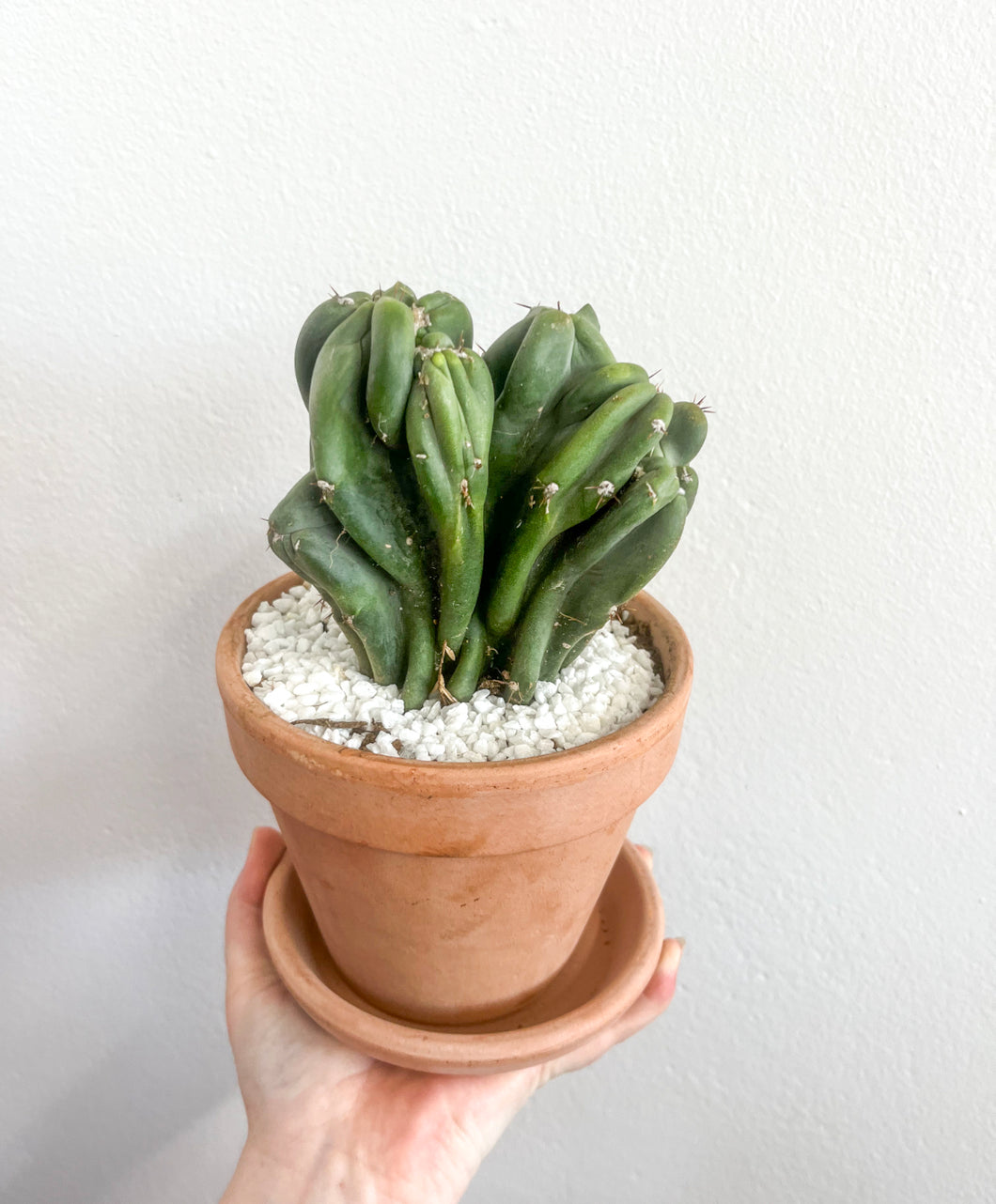 Monstrose Cactus and pot