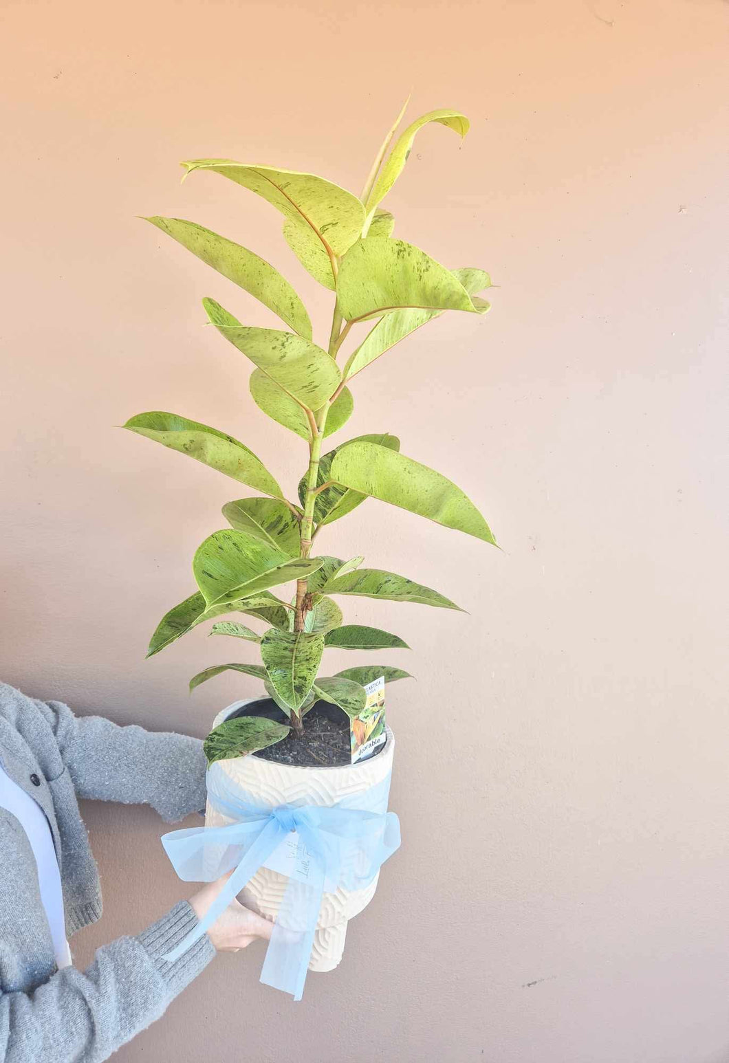 Ficus Shivereana