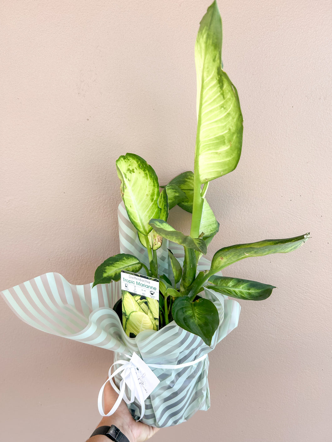 Dieffenbachia