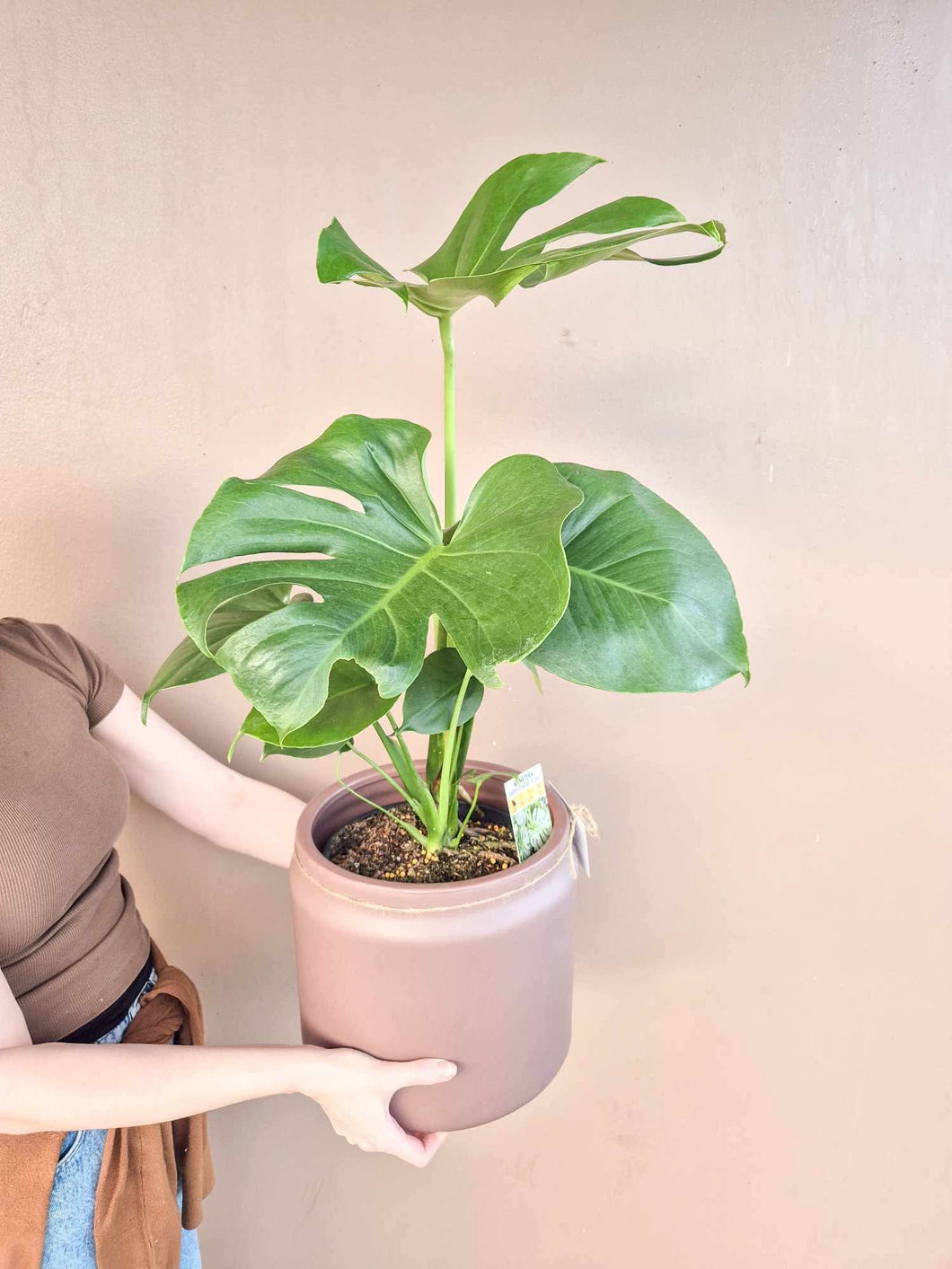 Monstera