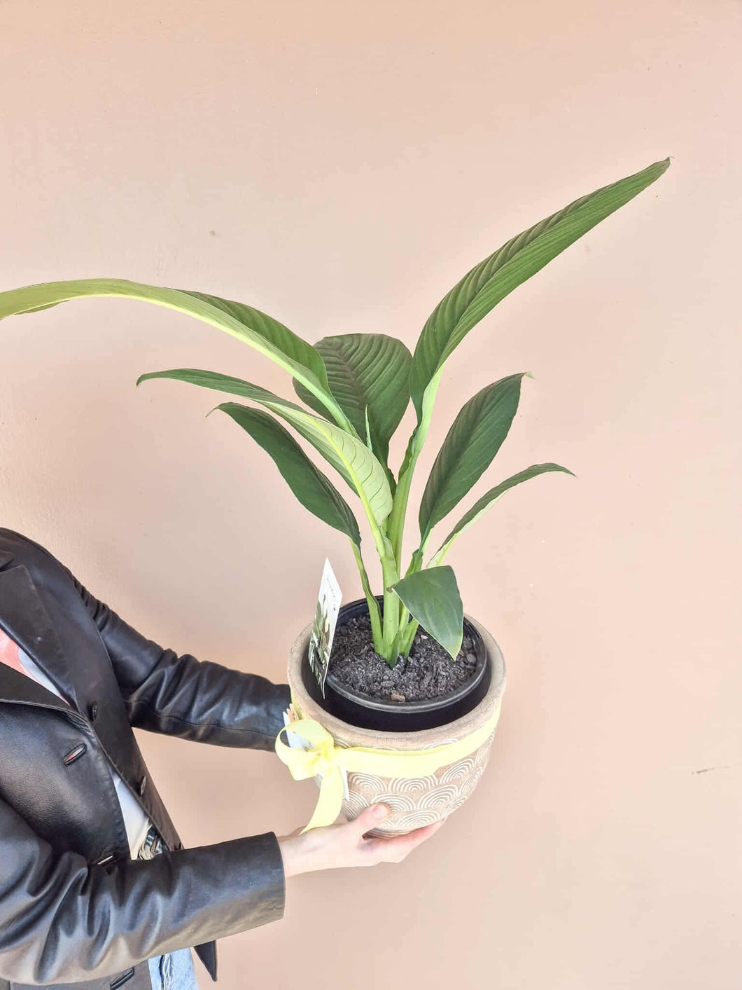 Peace Lily