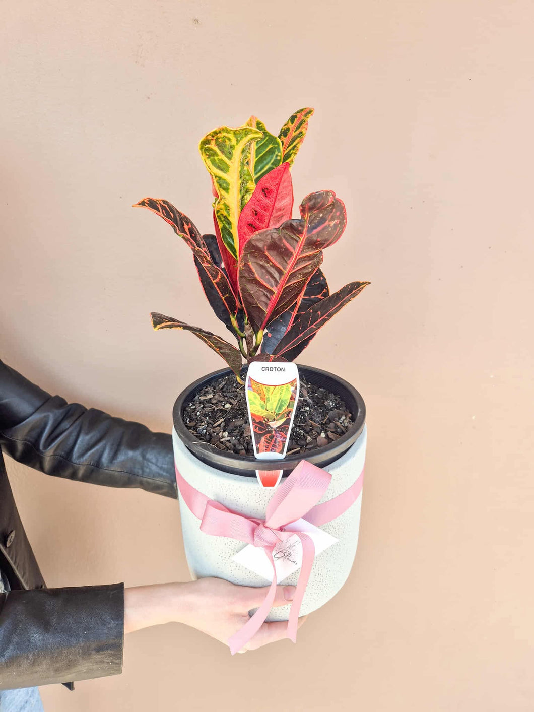 Croton