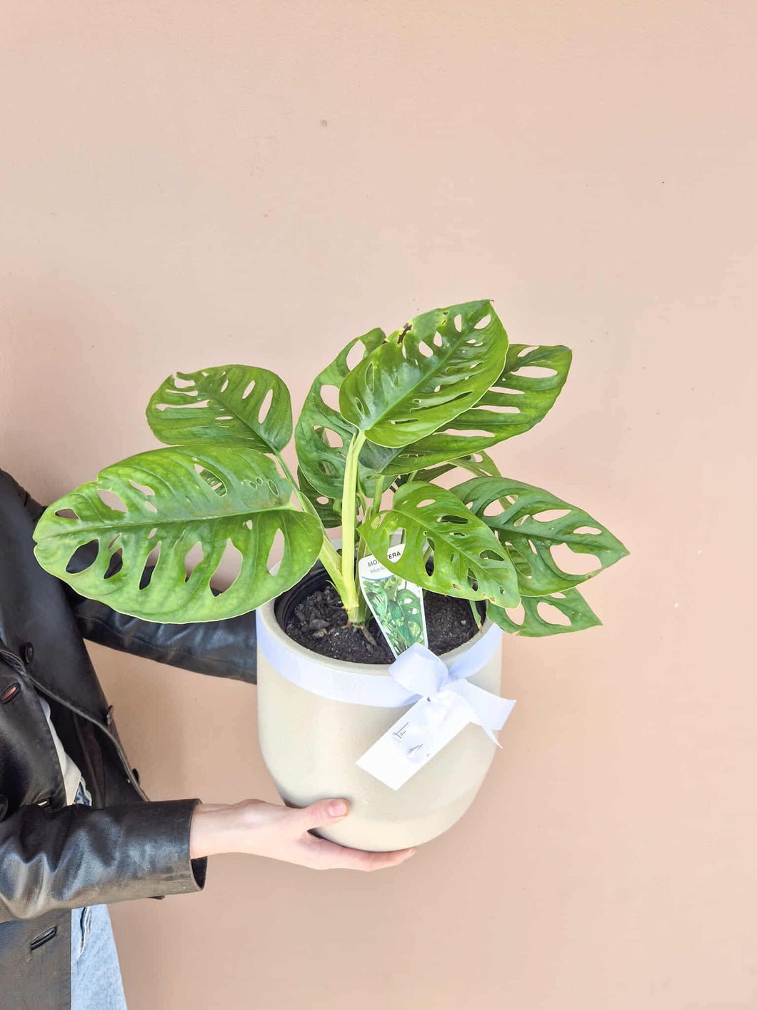 Monstera