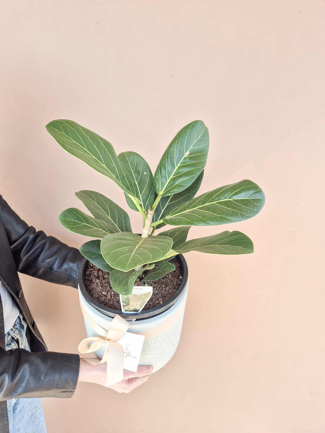 Ficus