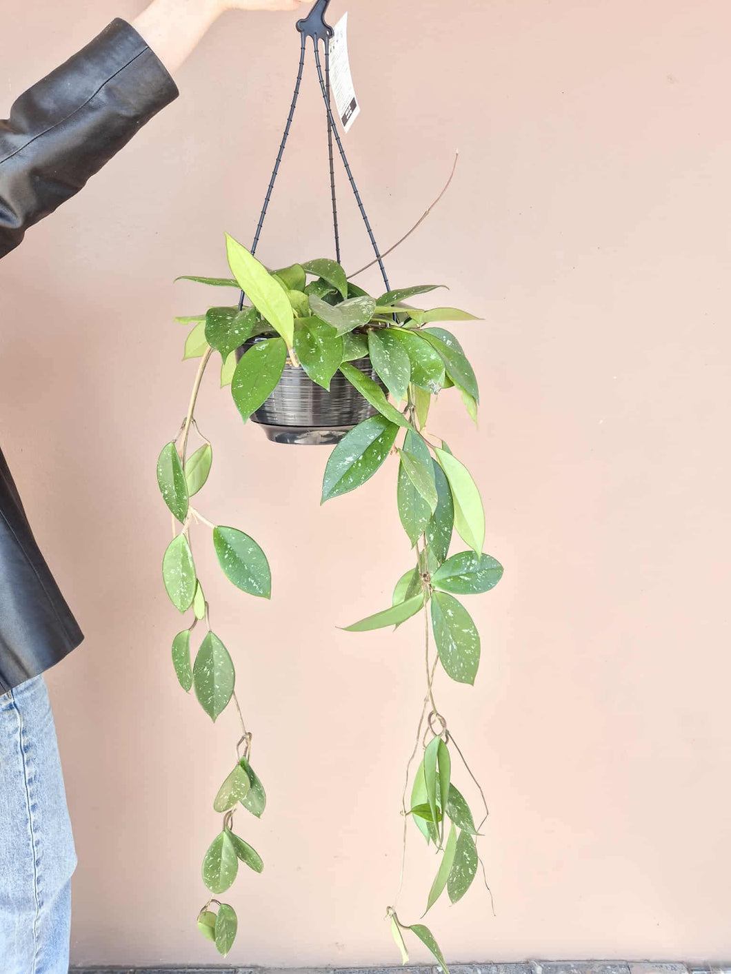 Hoya
