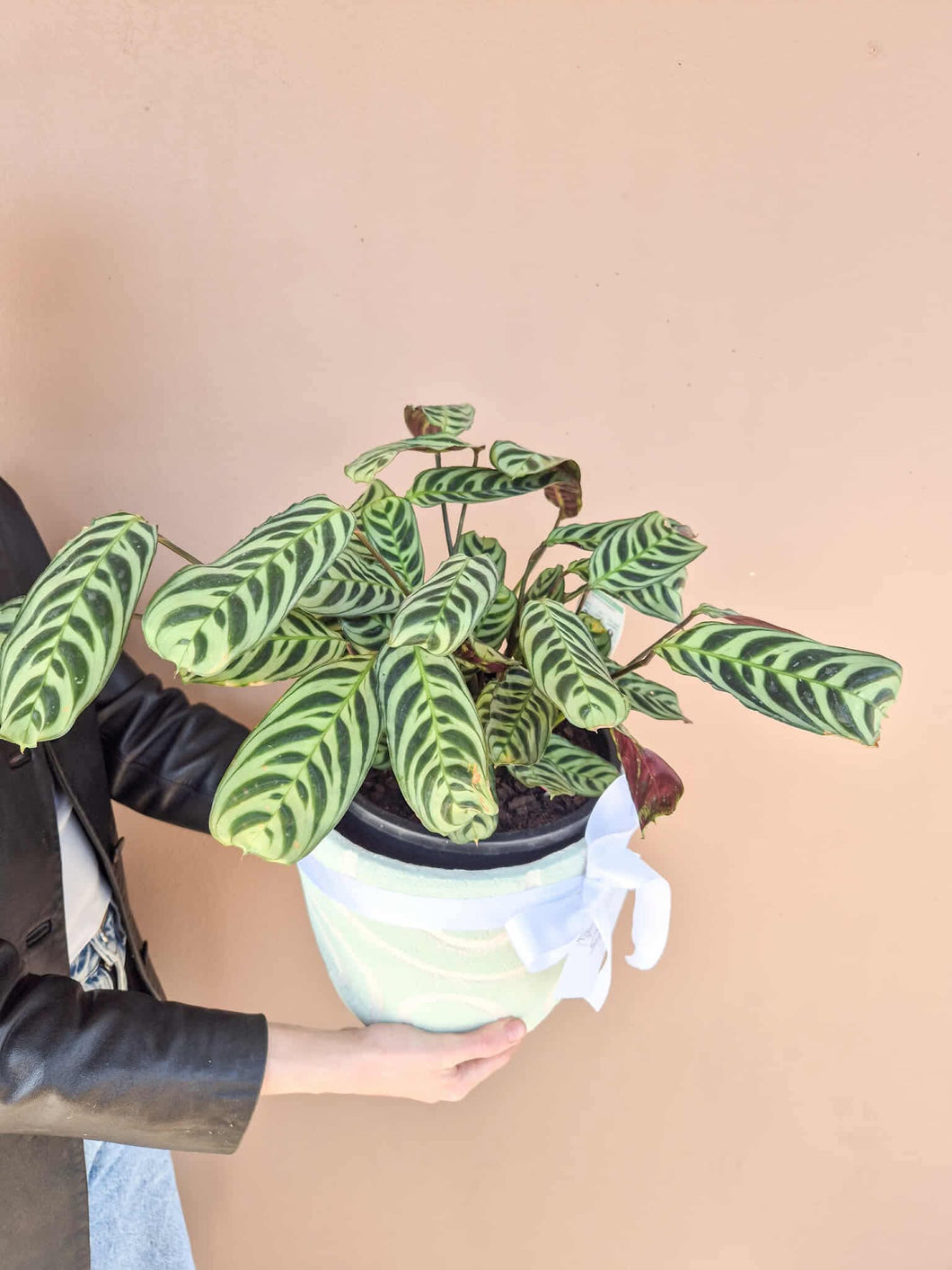 Calathea