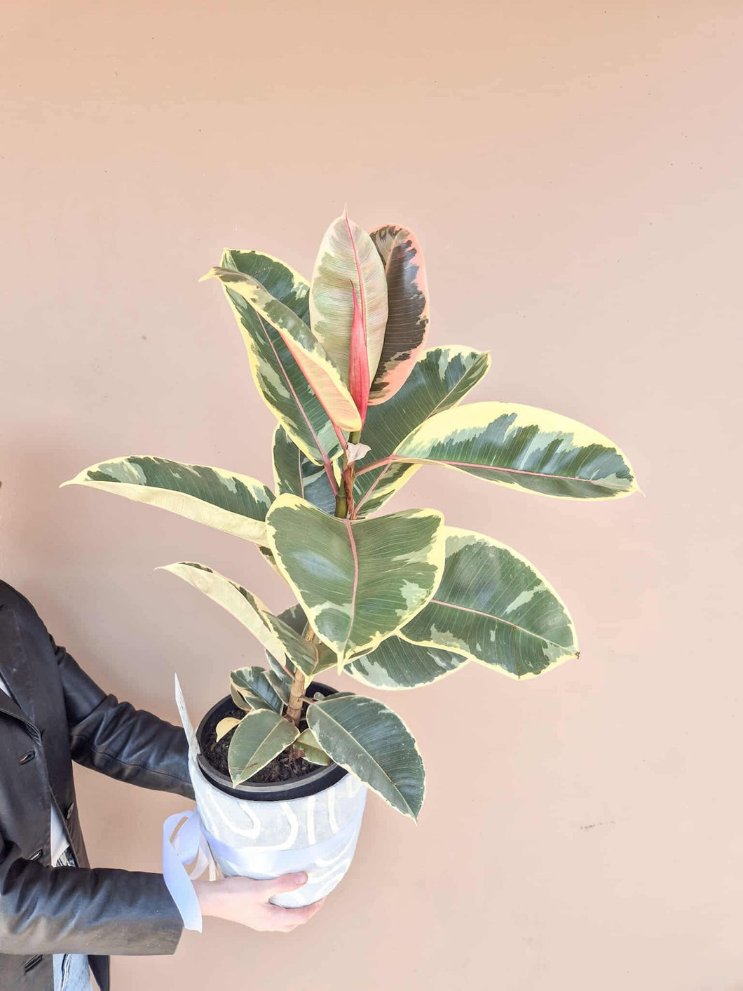 Ficus