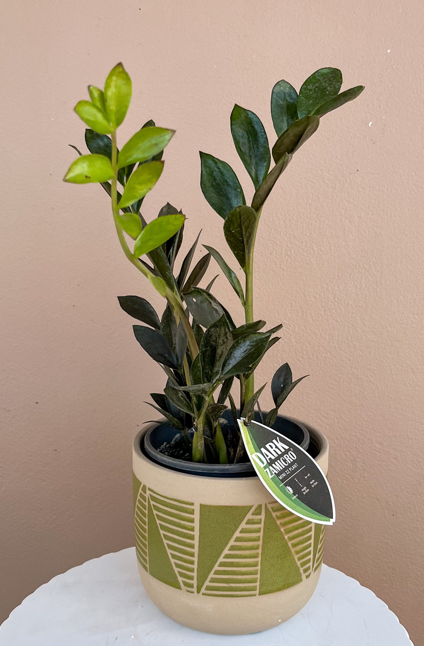 mini zz plant Mini zz plant – Little Blooms Arrangements