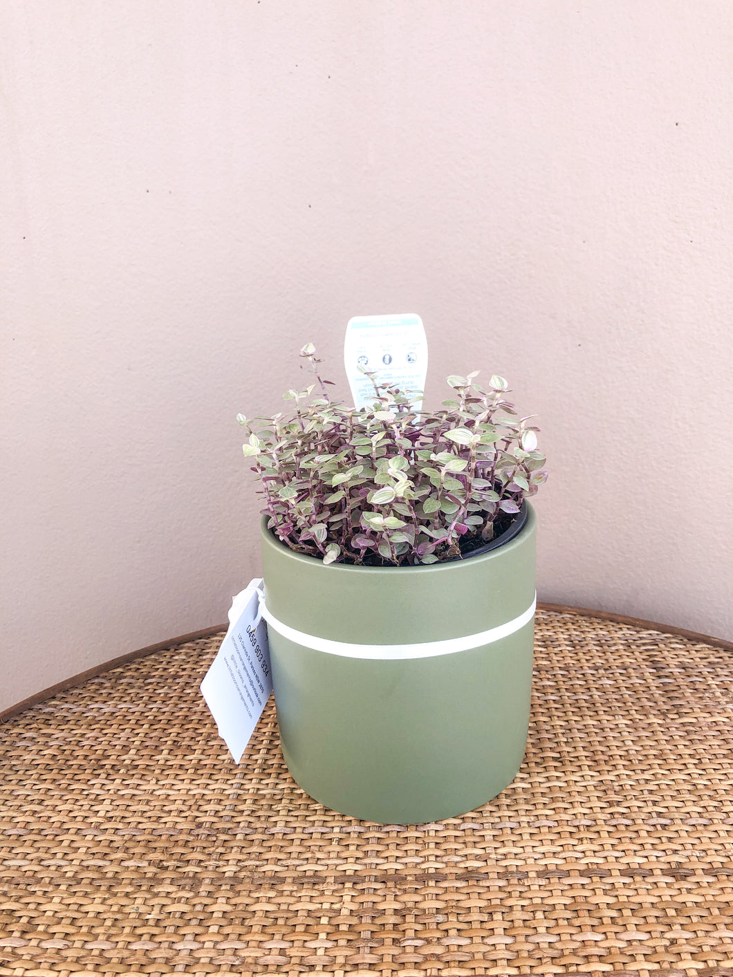 Callisia Repens