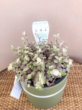 Load image into Gallery viewer, Callisia Repens
