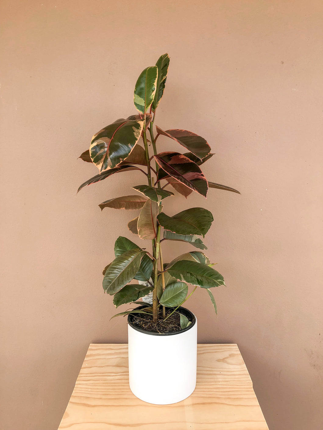 Ficus Ruby